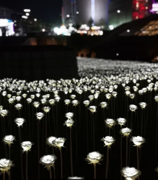 3000 wons - DDP Rose Garden - Blog coree du sud - the korean dream