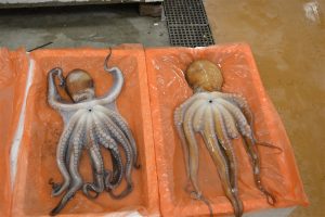 Noryangjin marché de poisson - blog corée du sud - The korean dream