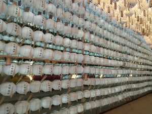 Manger vegetarien a seoul - The korean dream - Blog coree du sud 25