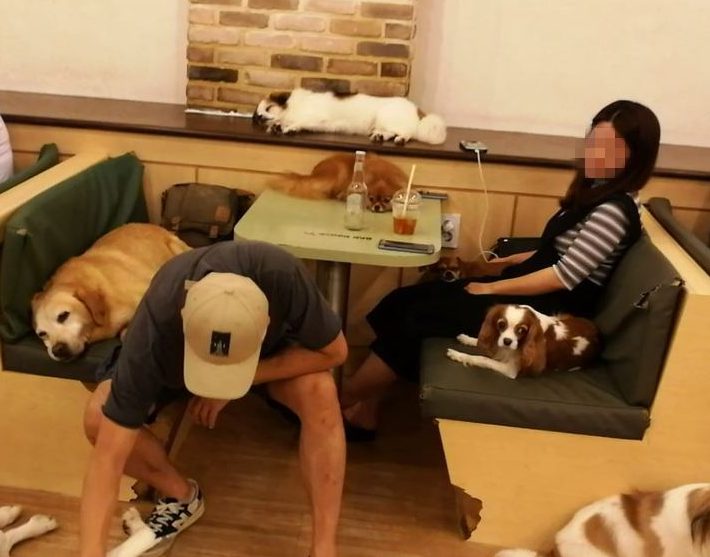 Dog Cafe une journee a seoul pour 30000 wons blog coree du sud