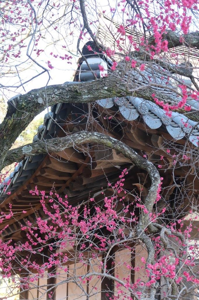 Temple-stay-Hwaeomsa-blog-coree-du-sud-the-korean-dream-68