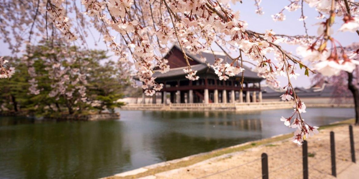 Voir les fleurs de cerisier en Corée du sud