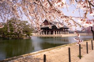 Voir les fleurs de cerisier en Corée du sud