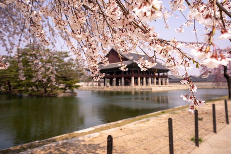 Voir les fleurs de cerisier en Corée du sud