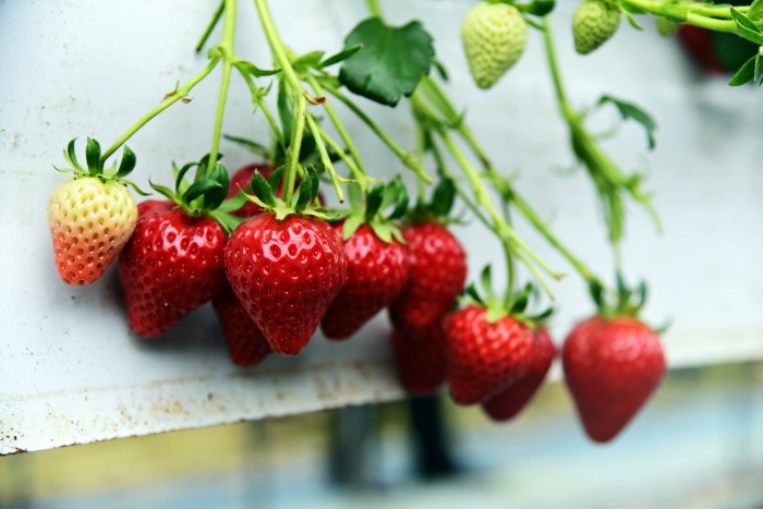 Festival des fraises de Nonsan 논산 딸기축제, festivals de printemps en Corée