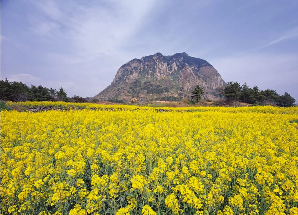 Jeju | festival des fleurs de Canola , festivals de printemps en Corée