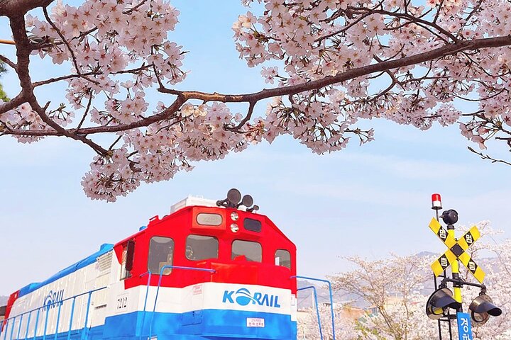 festivals de printemps en Corée, Jinhae Gunhangje fleurs de cerisier