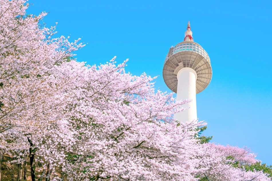 NAMSAN-CERISIERS-SEOUL, festivals de printemps en Corée
