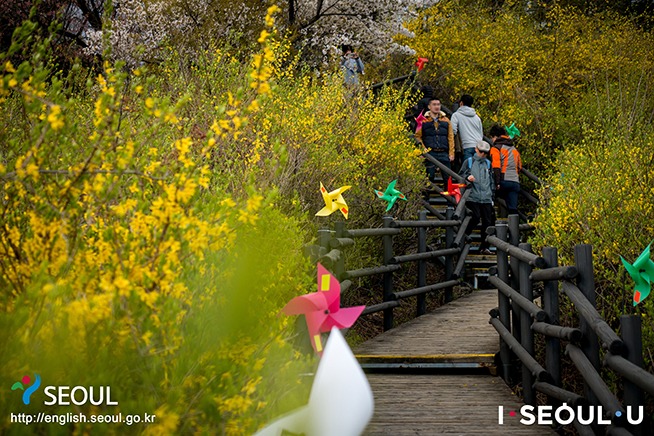 Eungbongsan | Forsythia festival seoul