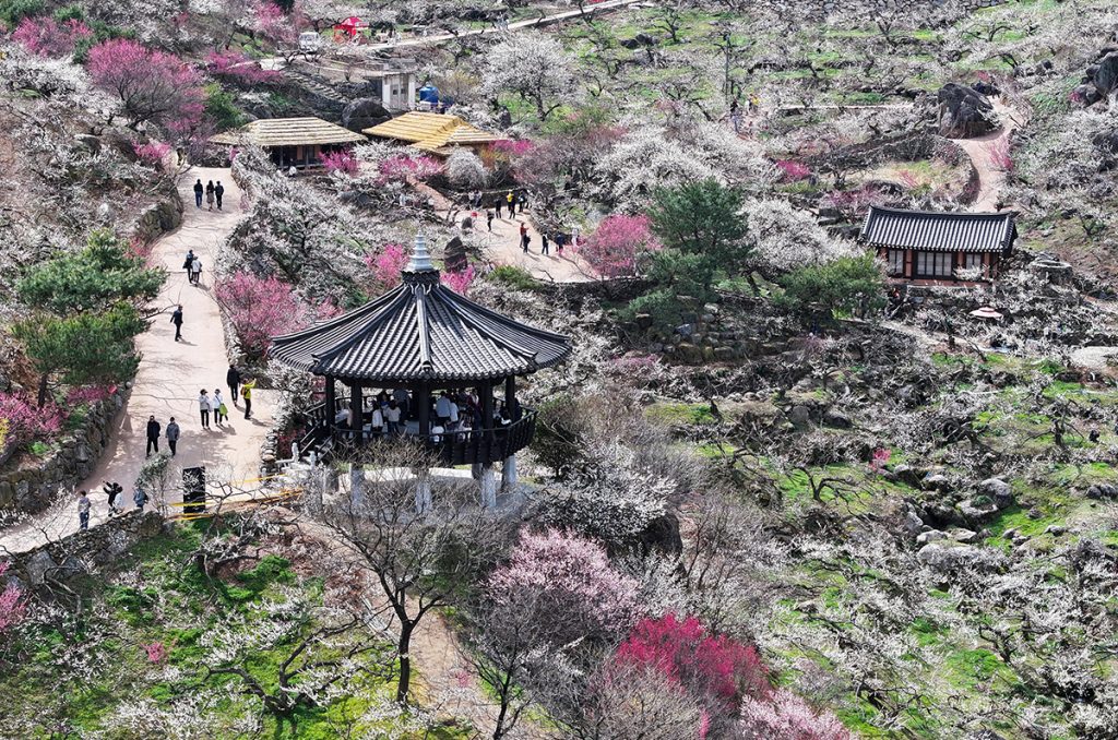fleurs de prunier et cerisier | Gwangyang, festivals de printemps en Corée