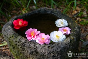 Camellia Hill (카멜리아힐) jeju